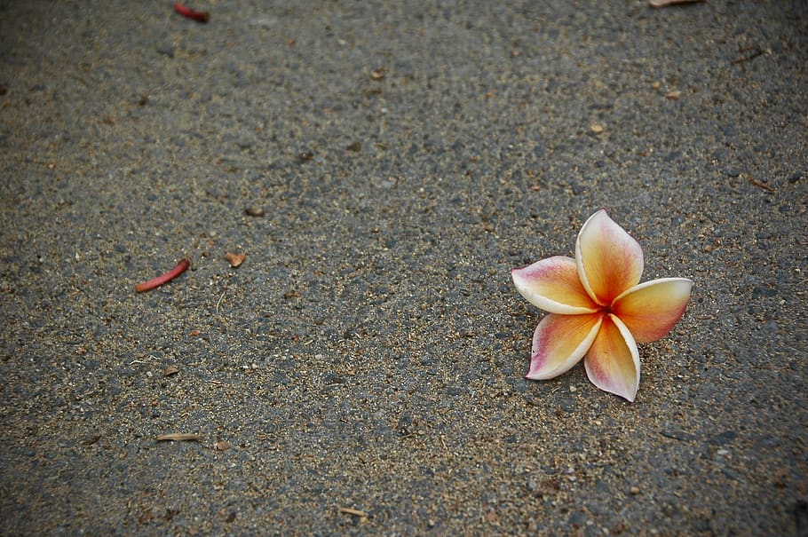 gravel, road, dirt road, plant, blossom, flower, petal, ground, HD wallpaper