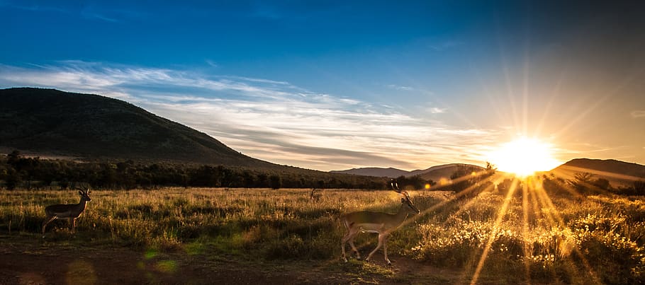 Sunset over Mountains, animals, antelope, buck, clouds, dawn HD wallpaper