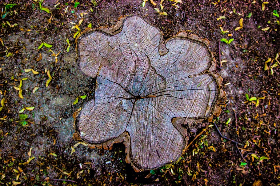 brown tree trunk, plant, nature, close-up, high angle view, tree stump HD wallpaper