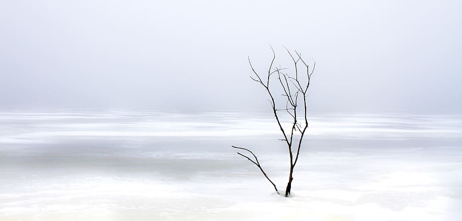 nature, tree, winter, season, outdoor, solitude, lake, frozen HD wallpaper