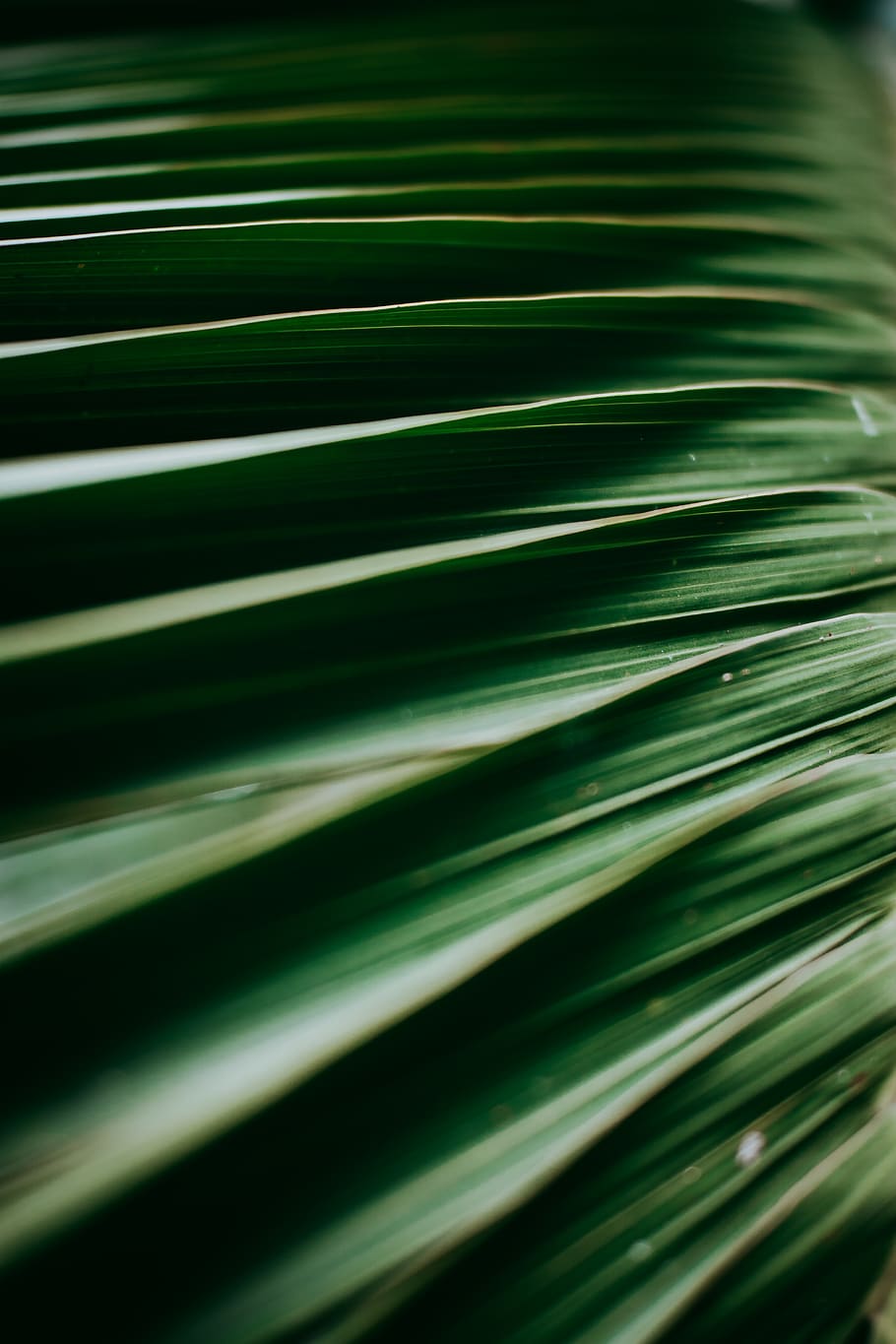 green leaf, green color, plant part, no people, full frame, backgrounds HD wallpaper