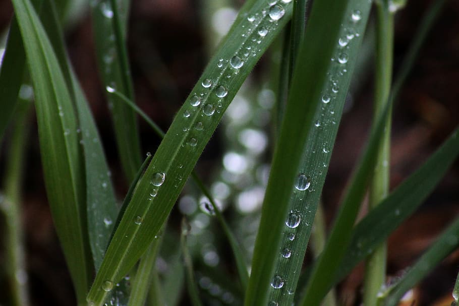 grass, drip, morning, meadow, drop of water, wet, close up HD wallpaper