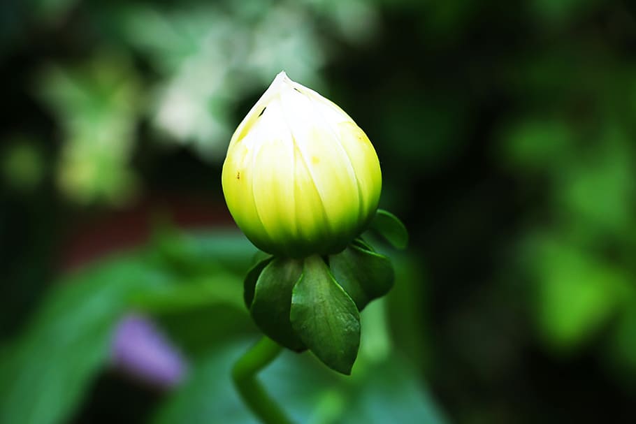bud, green, sprout, freshness, plant, beauty in nature, close-up HD wallpaper