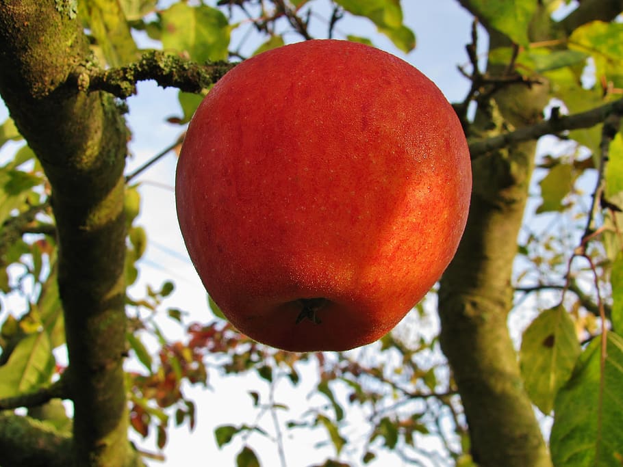 apple, fruit, red, autumn, forget, the last, tree, food, healthy eating HD wallpaper