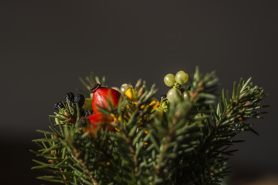 tree, plant, red, fruit, display, artificial, design, selective focus HD wallpaper
