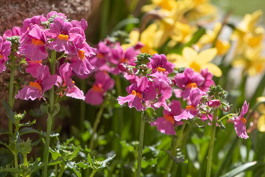 flowers, garden, spring, pink, yellow, spring flowers, plant HD wallpaper