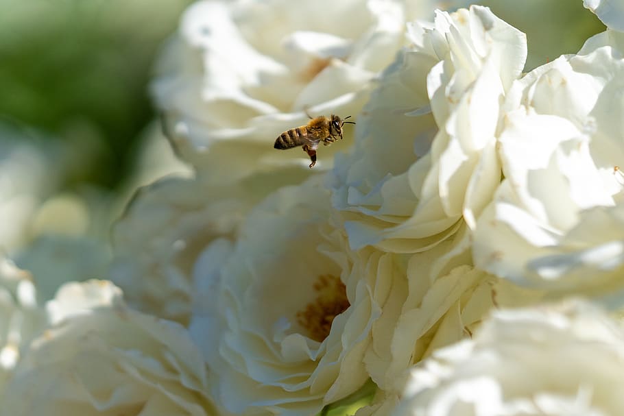 bee, flowers, nature, insect, white, buzz, outside, invertebrate HD wallpaper