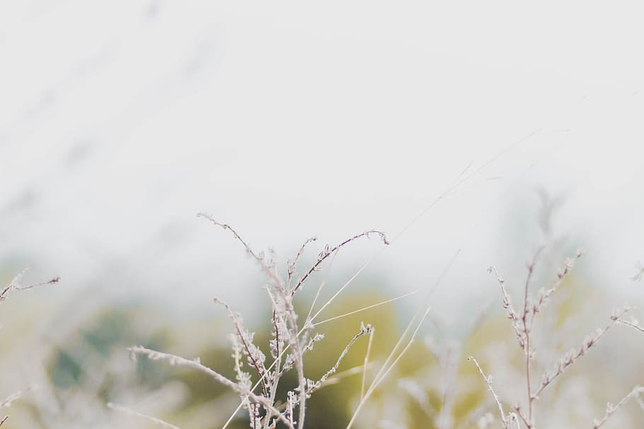 white and black leaf plant, nature, growth, tranquility, cold temperature HD wallpaper