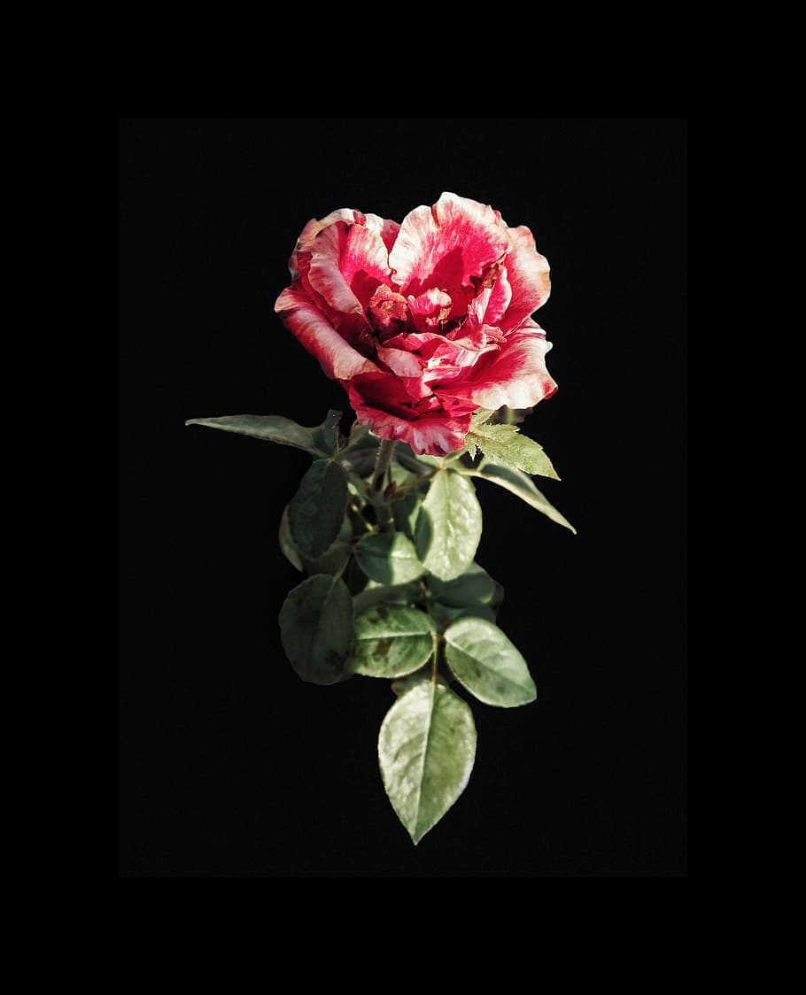 turkey, malatya, flower, flowering plant, studio shot, black background HD wallpaper