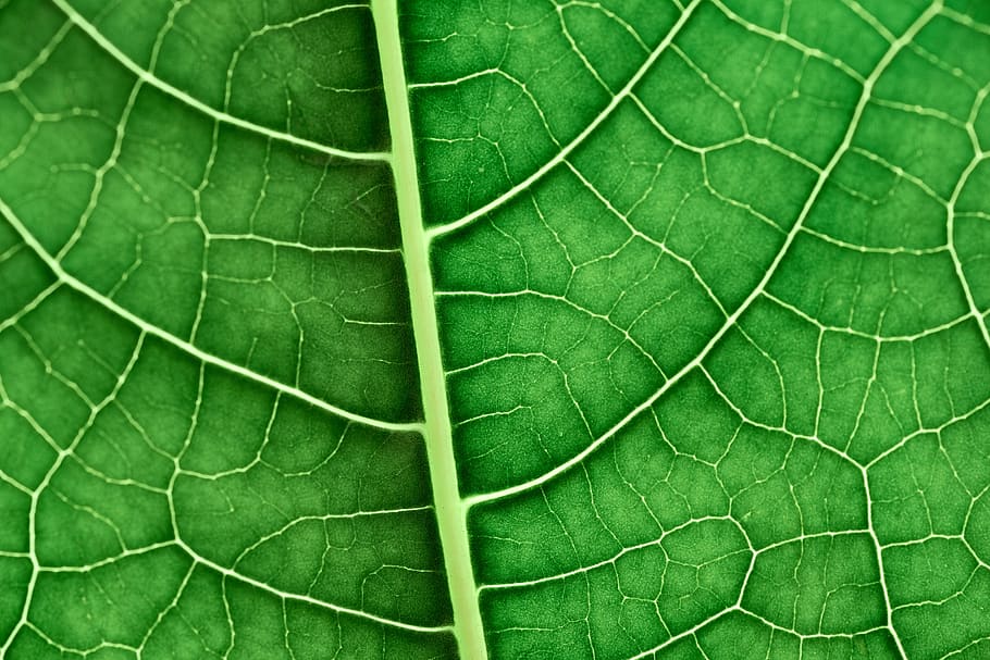 green leaf, green color, plant part, full frame, backgrounds HD wallpaper