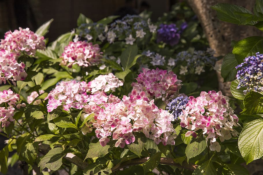 pink flowers, blossom, plant, geranium, acanthaceae, peony, vegetation HD wallpaper