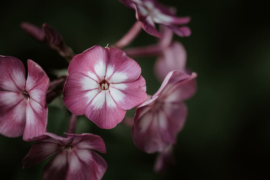 pink petaled flowes, flower, flowering plant, fragility, vulnerability HD wallpaper