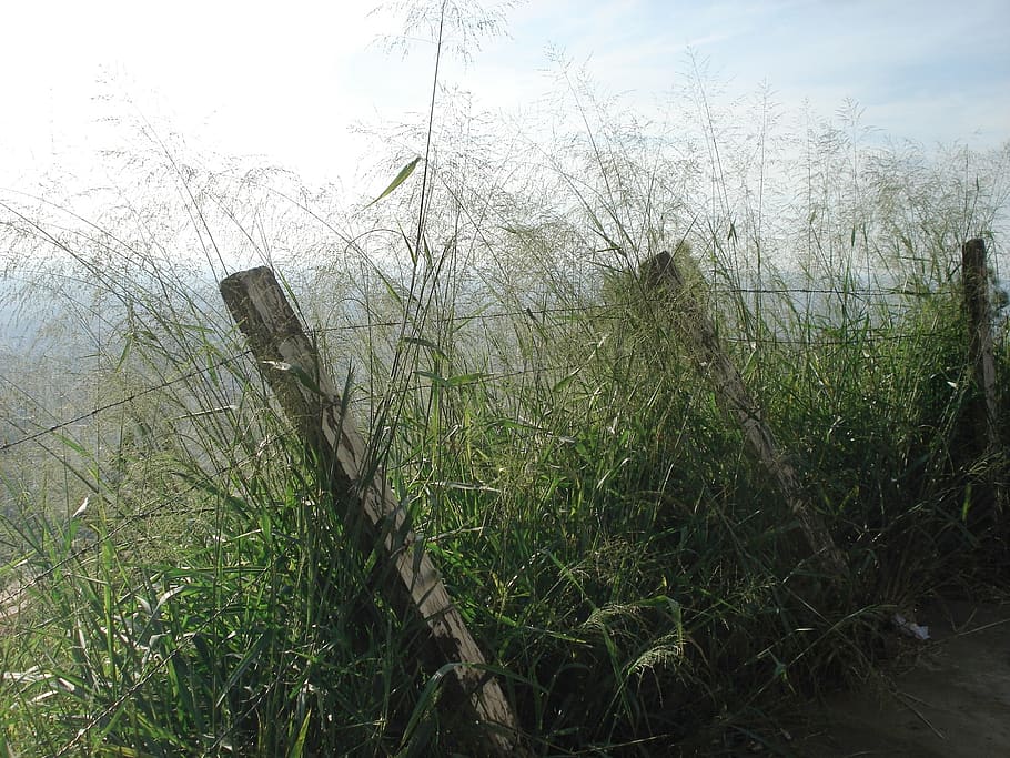 nature, plant, grass, growth, sky, tranquility, no people, land HD wallpaper