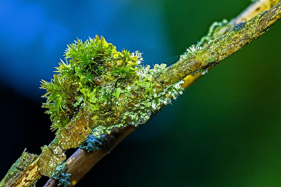 moss, weave, wood, bemoost, green color, plant, close-up, growth HD wallpaper