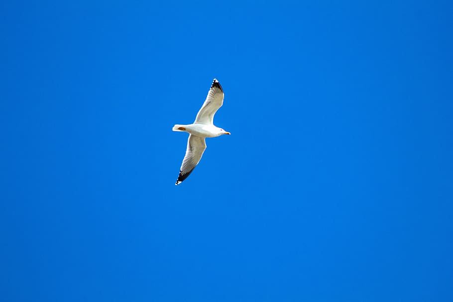 seagull, blue, ganesh, sky, animals, birds, natural, peace HD wallpaper