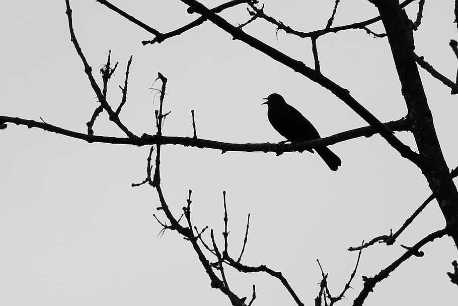 blackbird, aesthetic, black and white, vertebrate, perching, HD wallpaper