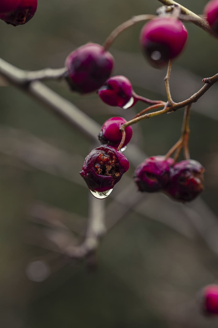 food and drink, fruit, healthy eating, plant, growth, close-up HD wallpaper