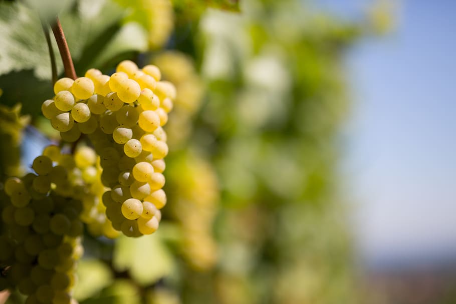 wine, grape, vine, fruit, winegrowing, grapes, grapevine, vitamins HD wallpaper