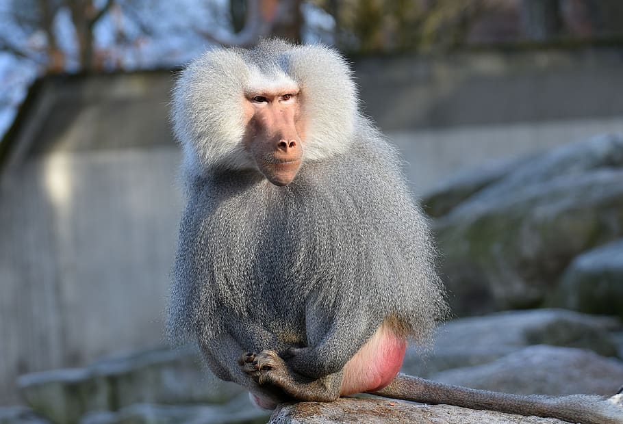 baboon, monkey, smooch, tender, pair, zoo, animal, nature, tiergarten HD wallpaper