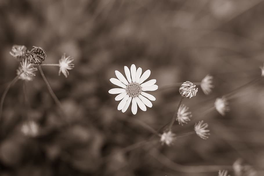 norway, oslo, flower, flowering plant, freshness, fragility HD wallpaper