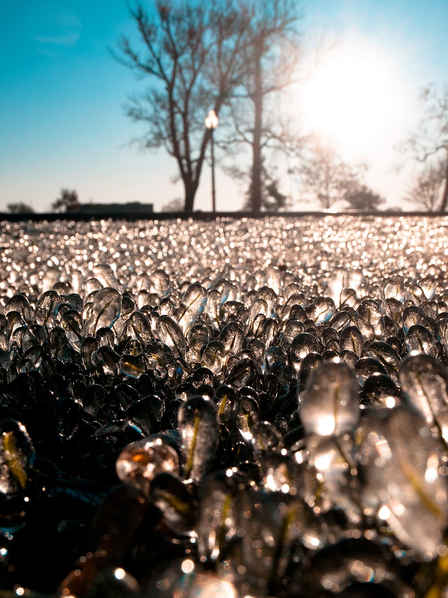 grass, sky, no people, tree, selective focus, nature, plant HD wallpaper