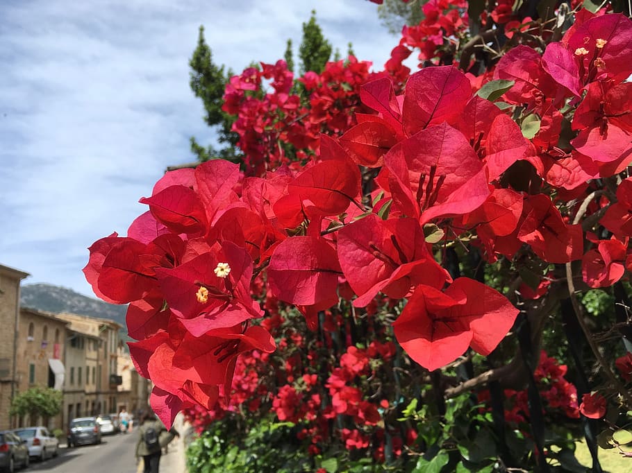 Crimson red бугенвиллия фото