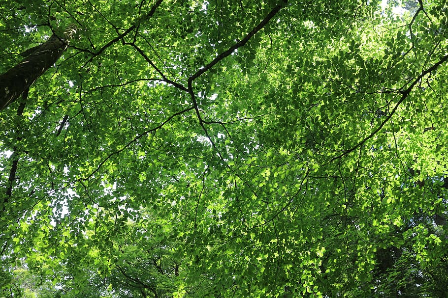 natural, forest, jungle, tree, plant, green color, growth, beauty in nature HD wallpaper