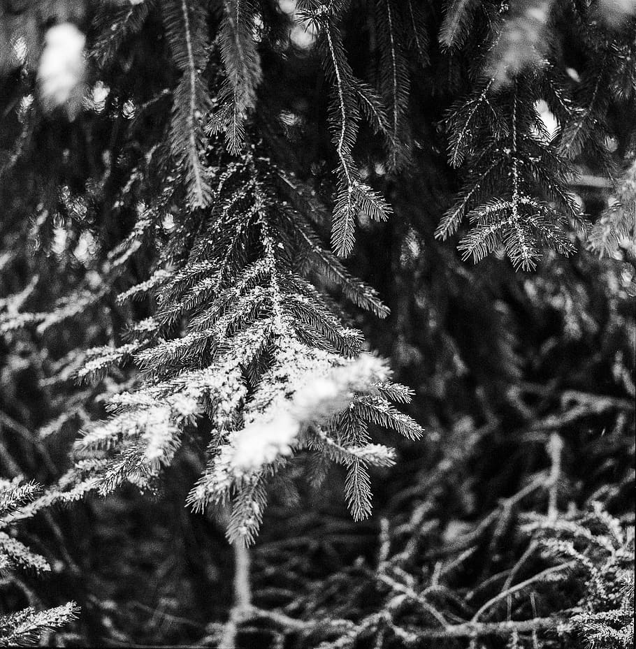 grayscale photography of green leaf, nature, ice, outdoors, snow, HD wallpaper