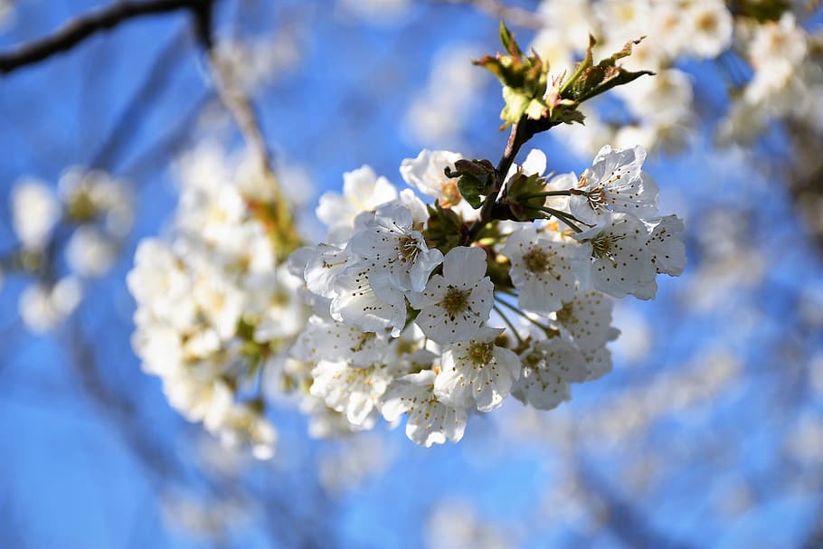 white flowers, branches, spring, blossom, blooming, nature HD wallpaper
