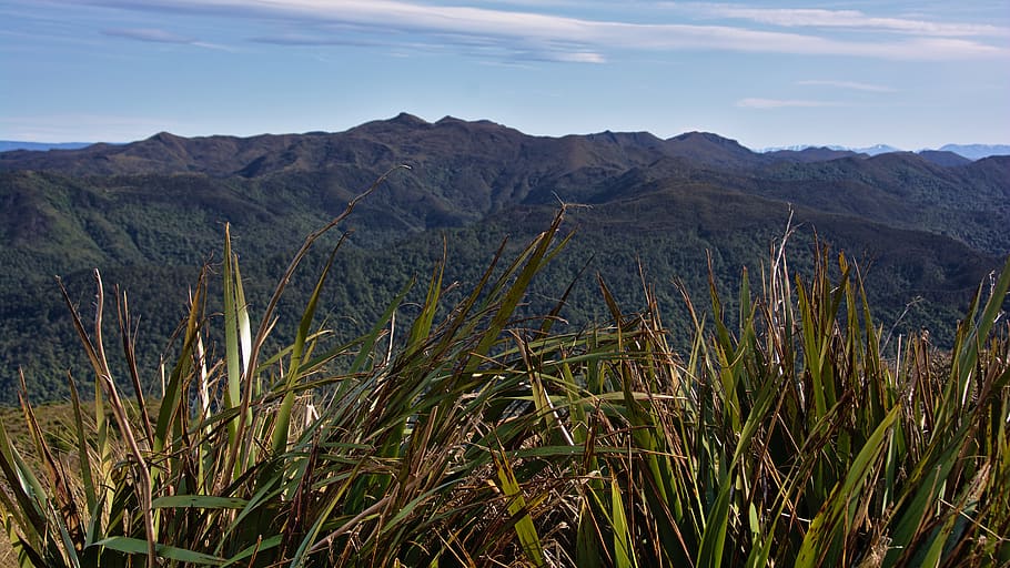 new zealand, north taieri, swampy summit, exposed, flax, green