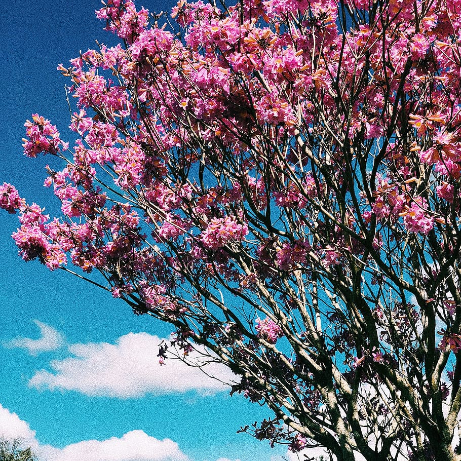 tree, pink, sky, blue, flowering plant, growth, beauty in nature HD wallpaper