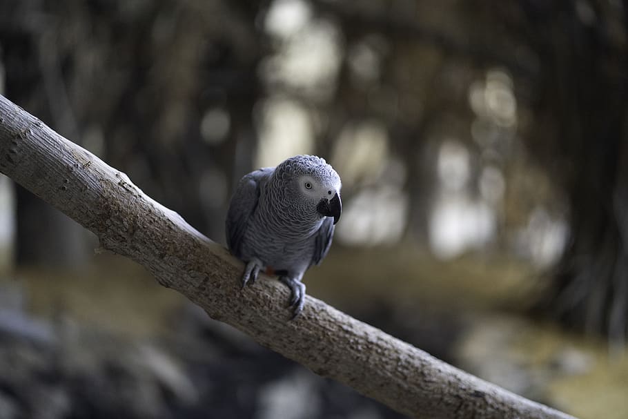 parrot, bird, perch, perched, avian, beak, nature, animal themes HD wallpaper