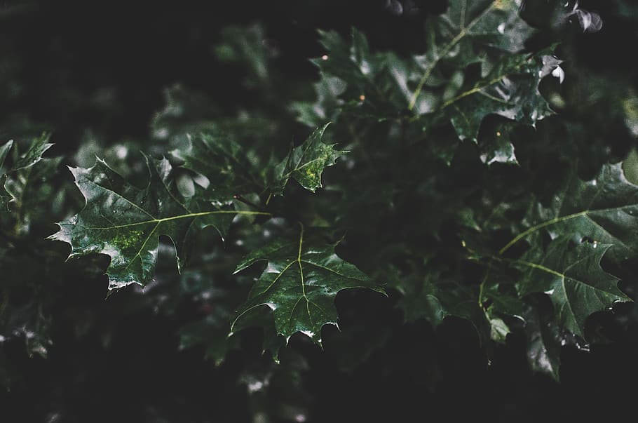 oak, tree, leaves, green, dark, branches, background, summer HD wallpaper
