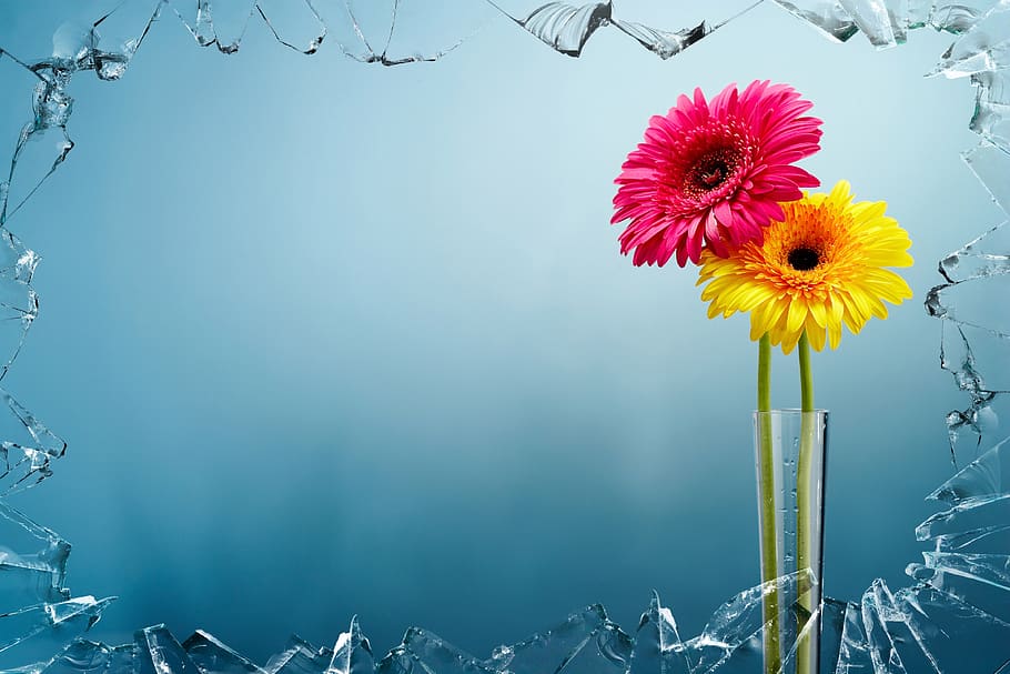 Yellow and Pink Flowers View Behind Broken Glass, bloom, blossom HD wallpaper