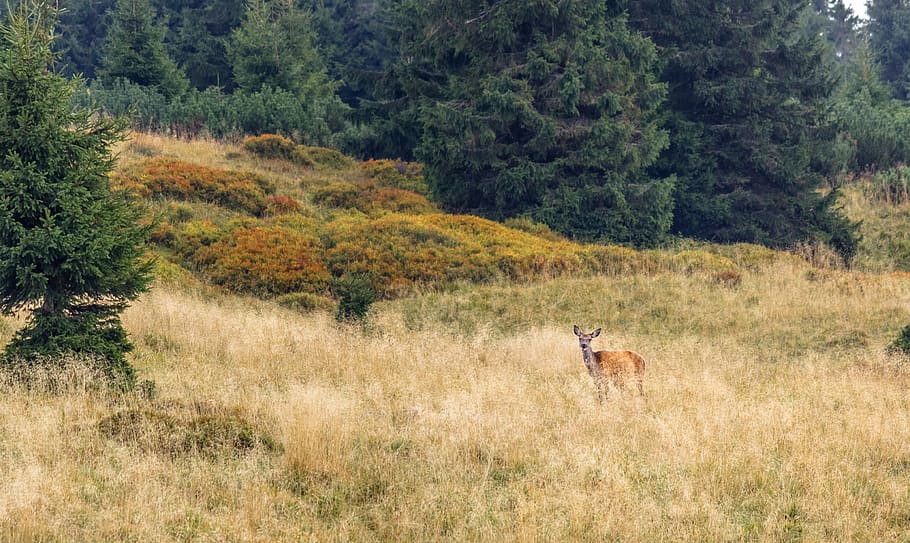 grass, deer, animals, plant, tree, animal themes, mammal, one animal HD wallpaper
