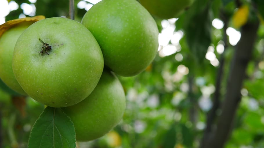 apple, tree, autumn, summer, green, branch, nature, healthy HD wallpaper