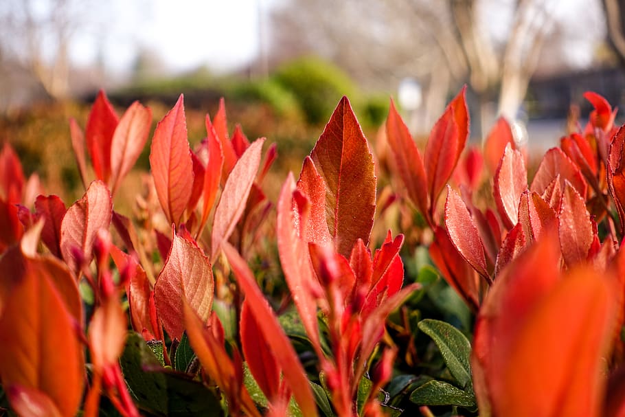 spring, macro, plants, closeup, red, close-up, freshness, growth HD wallpaper