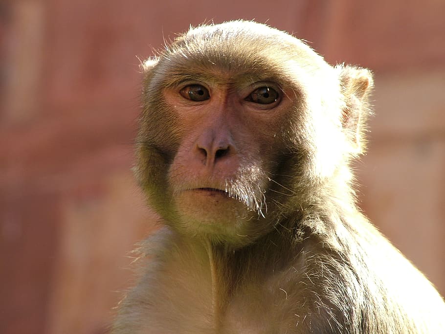 primate, monkey, animal themes, animal wildlife, mammal, one animal HD wallpaper