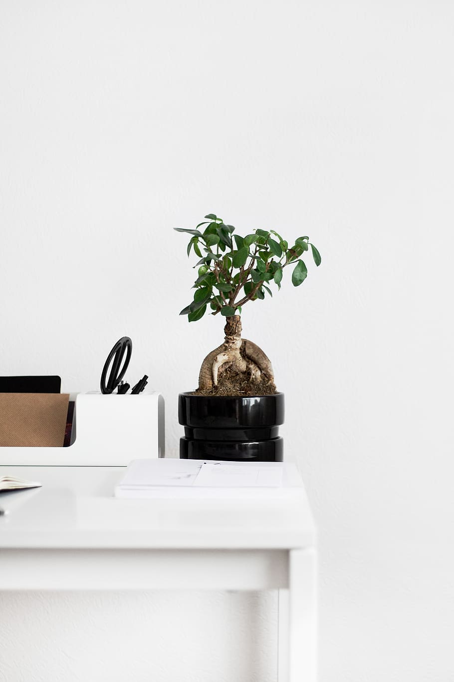 table, notebook, plant, tree, vase, flowerpot, white, clean HD wallpaper