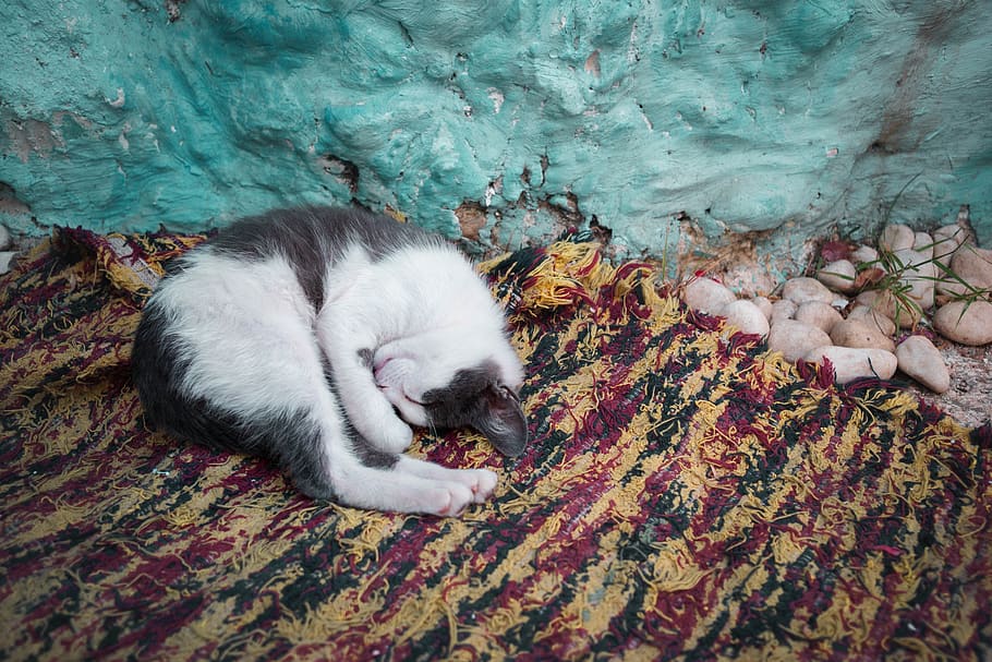 spain, granada, cat, sleeping, animal, mammal, one animal, domestic HD wallpaper