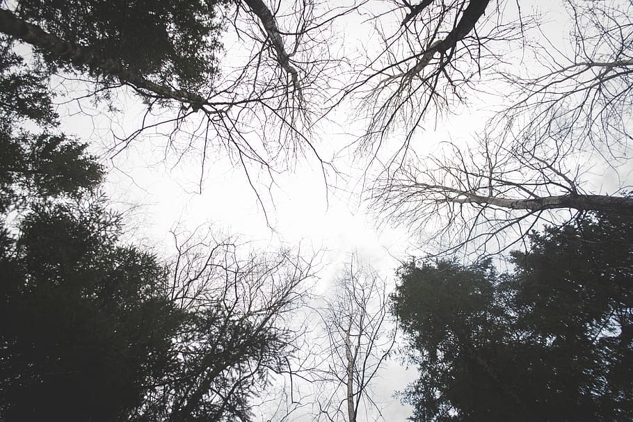 tree, trees, forest, park, nature, minimalism, minimalistic HD wallpaper