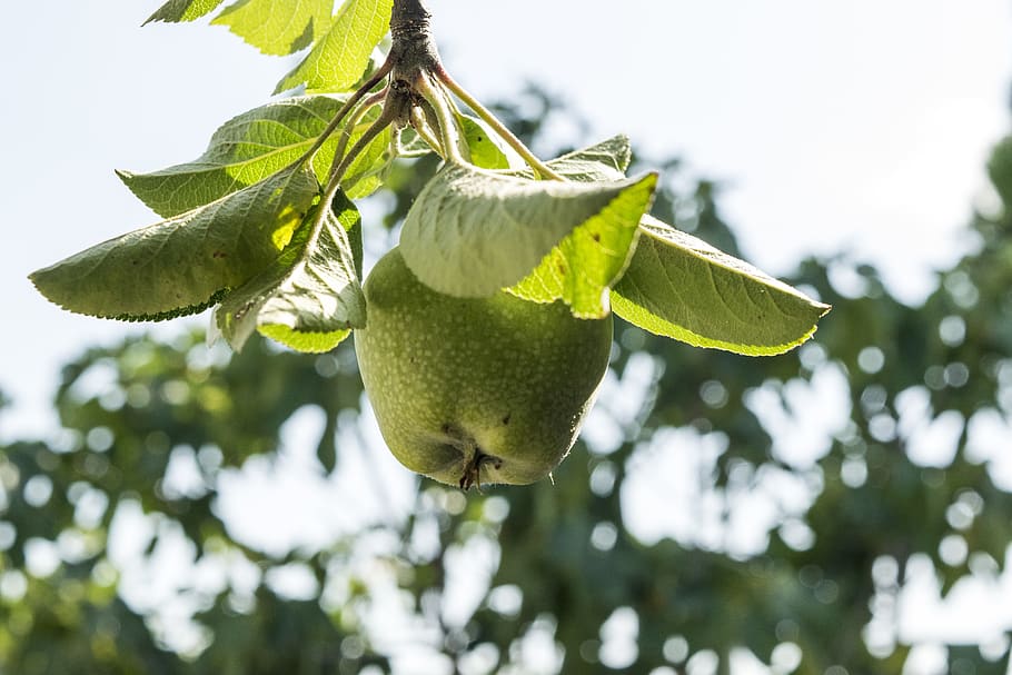 green apple fruit, leaf, plant part, food and drink, tree, healthy eating HD wallpaper