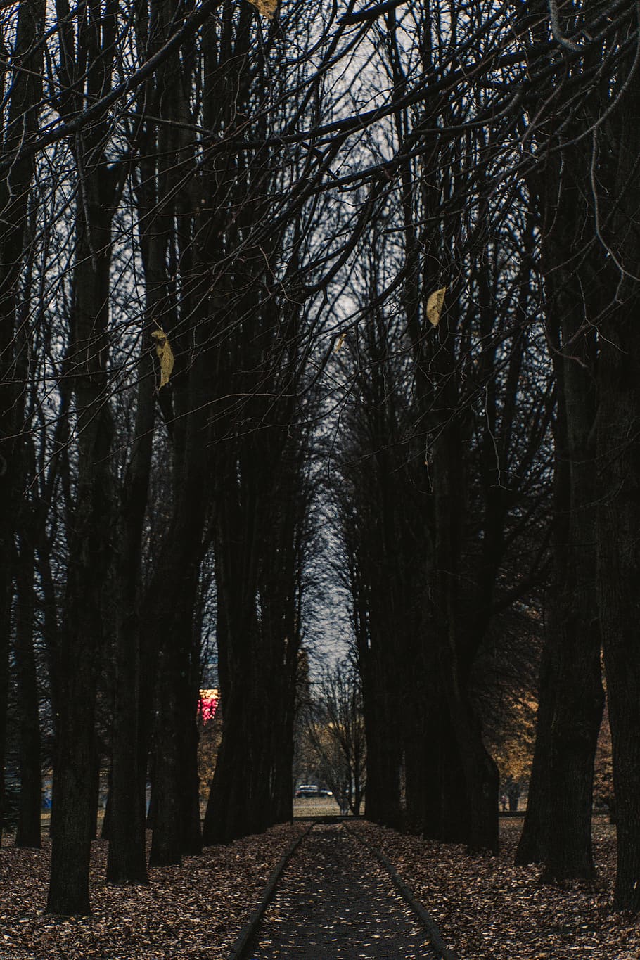 pathway between trees during daytime, plant, tree trunk, road HD wallpaper