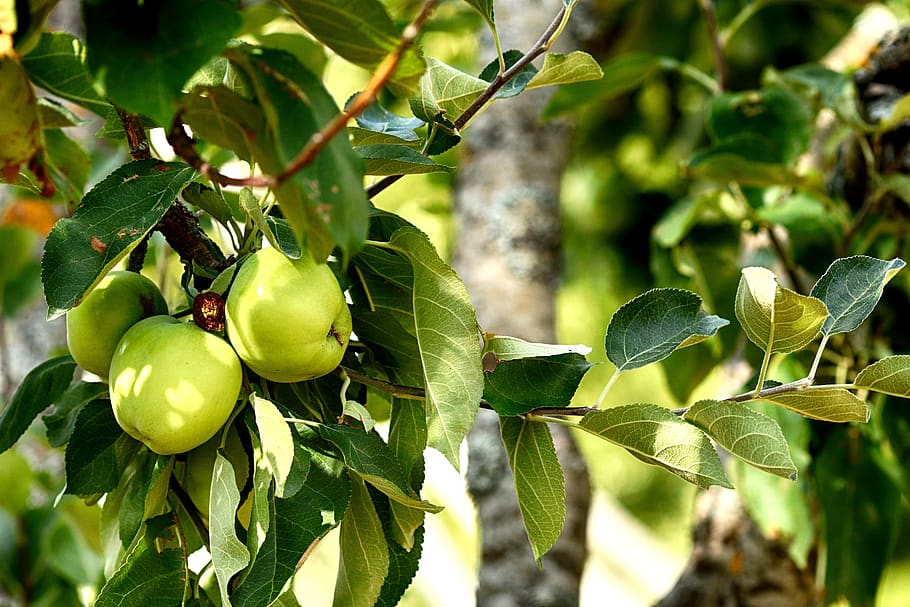 apples, fruit, nature, apple tree, leaf, food and drink, growth HD wallpaper