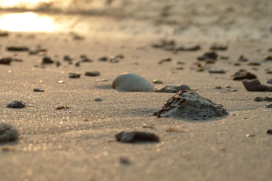 thailand, ko mak, conch, shell, kohmak, beach, wallpaper, landscape HD wallpaper