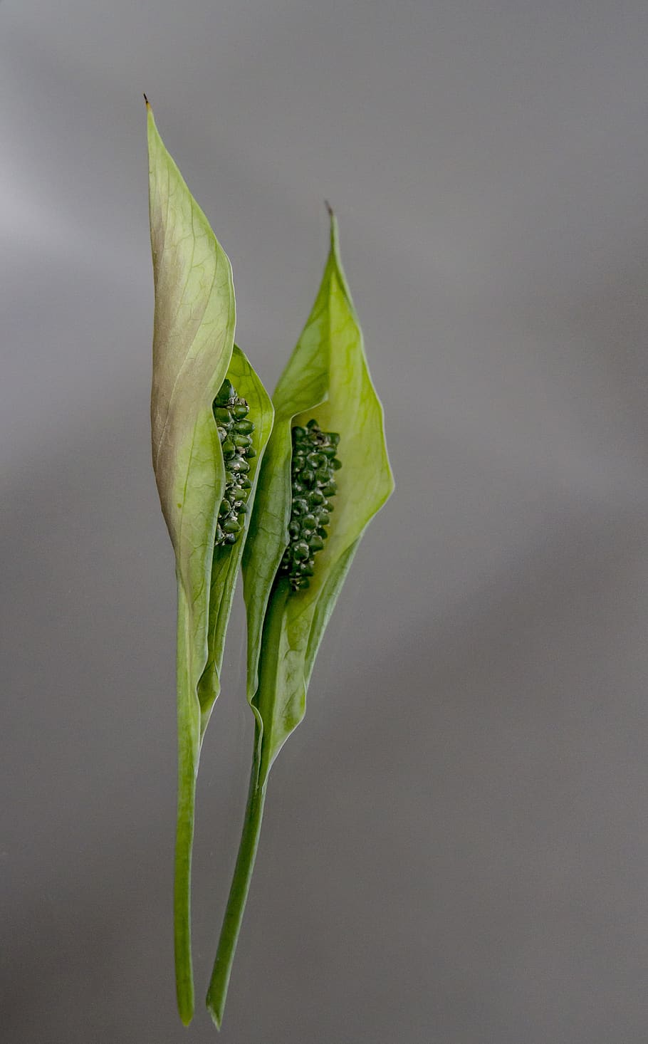 reflection, lily, flower, plant, garden, green color, close-up HD wallpaper