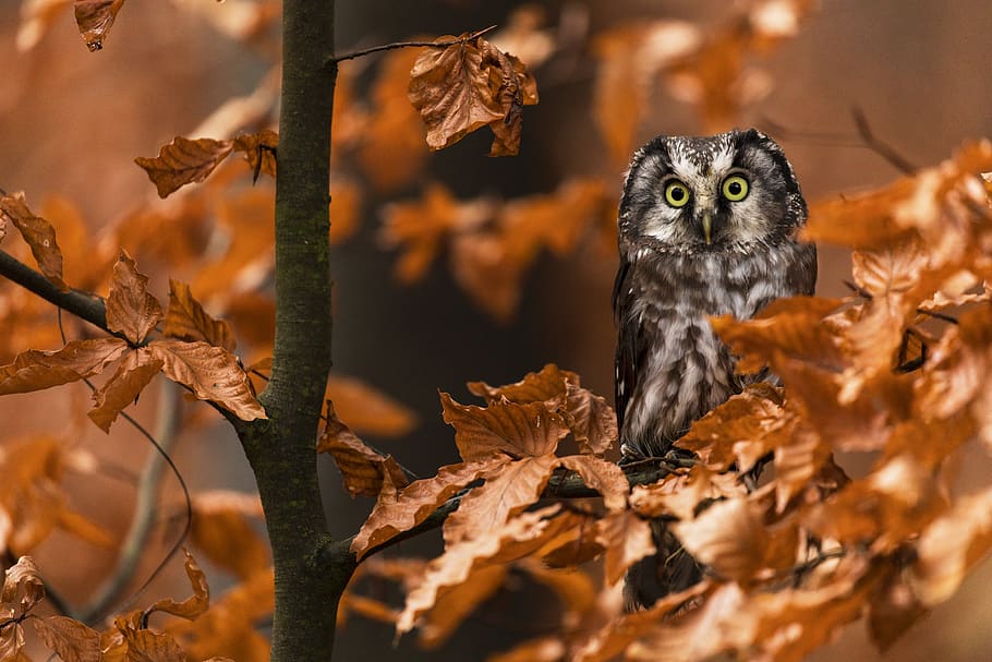 grey owl, one animal, autumn, mammal, animal wildlife, leaf, plant part HD wallpaper