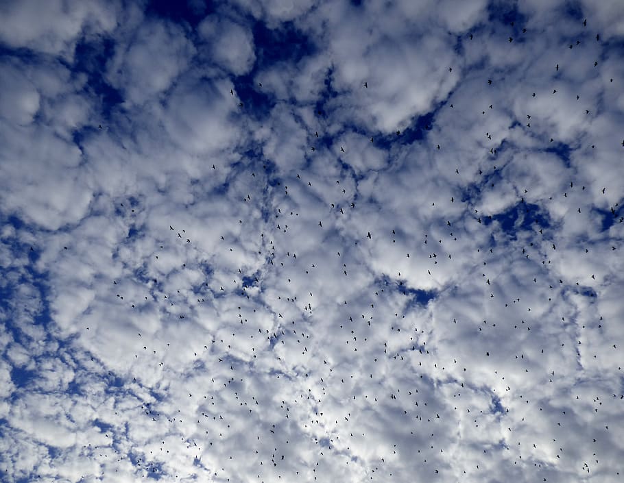 White and Blue Sky, clear sky, clouds, flight, flock of birds HD wallpaper