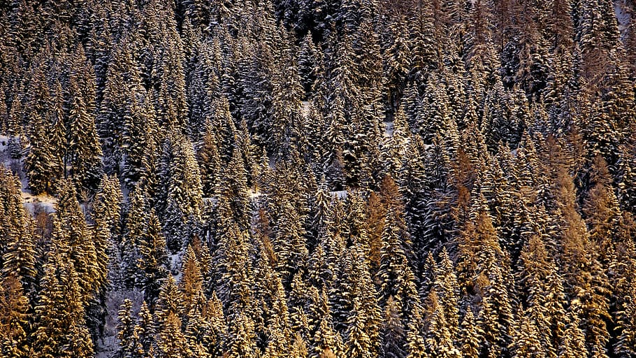 aearial green pine trees, plant, fir, abies, conifer, rug, insect HD wallpaper
