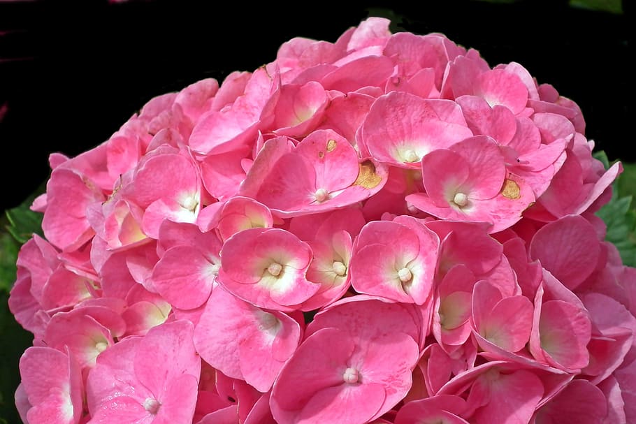 hydrangea, flowers, pink, summer, beautiful, garden, decorative HD wallpaper